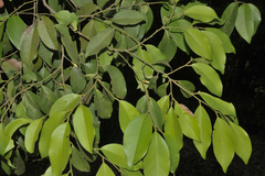 Diospyros oocarpa